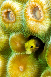 Secretary Blenny taken with 105mm lens with +3 diopter. by Paul Colley 